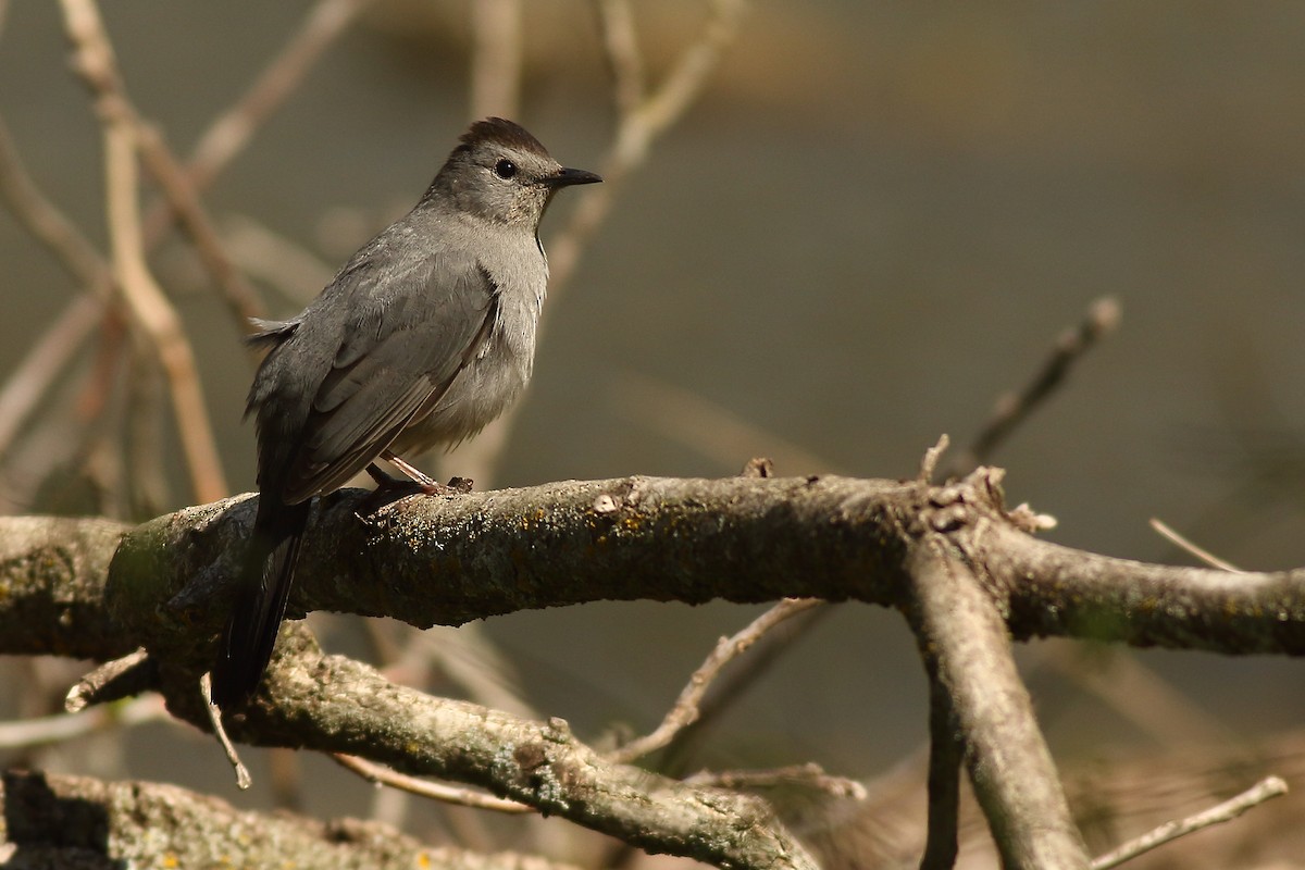 Gray Catbird - ML446688221