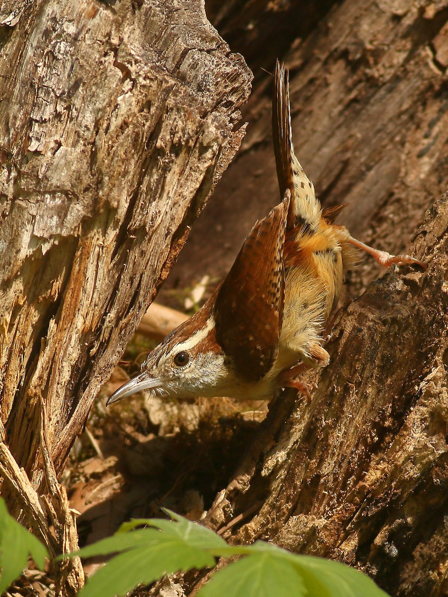 Carolina Wren - ML446688231