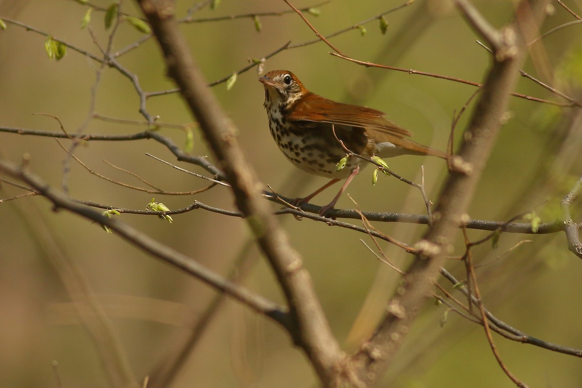 Wood Thrush - ML446688441