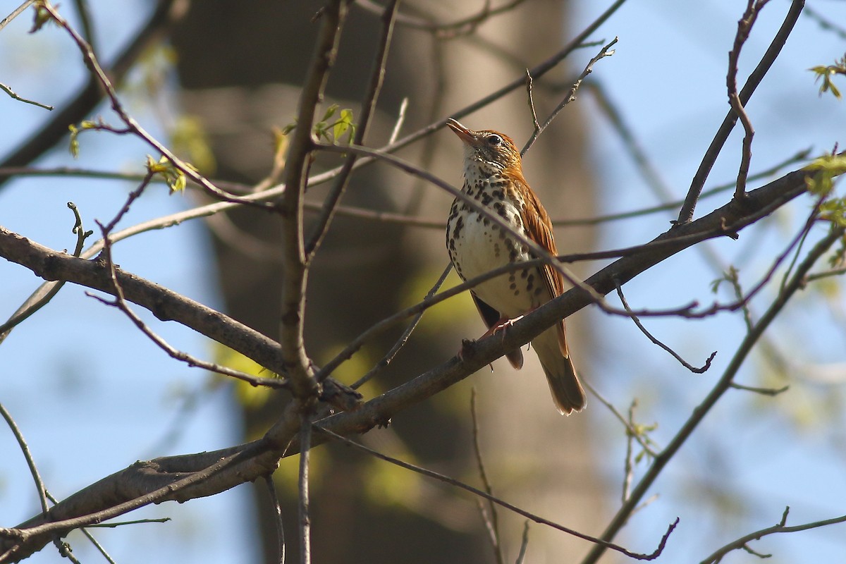 Wood Thrush - ML446688511