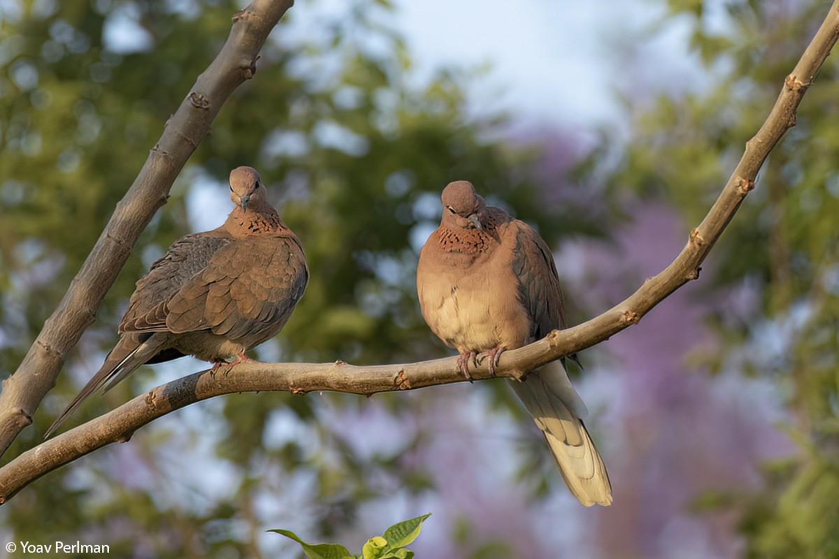 Laughing Dove - ML446688531