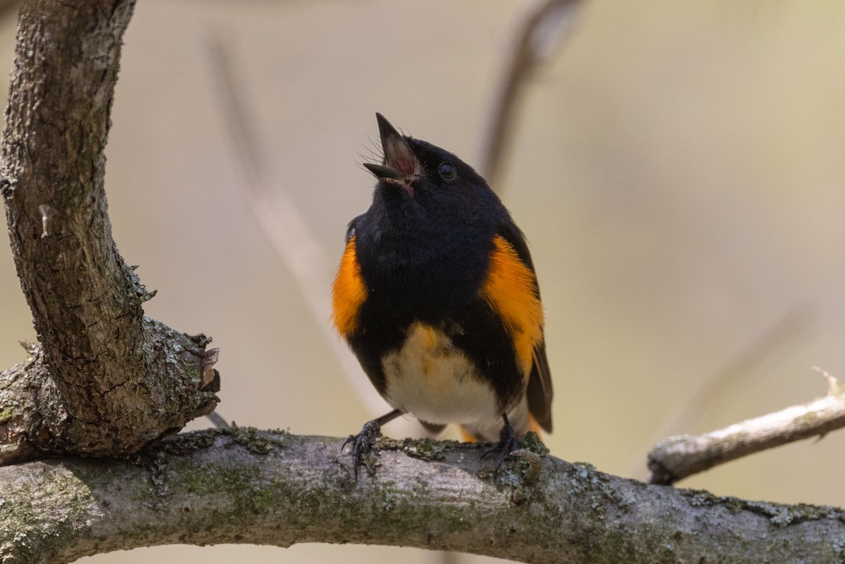 American Redstart - ML446688611