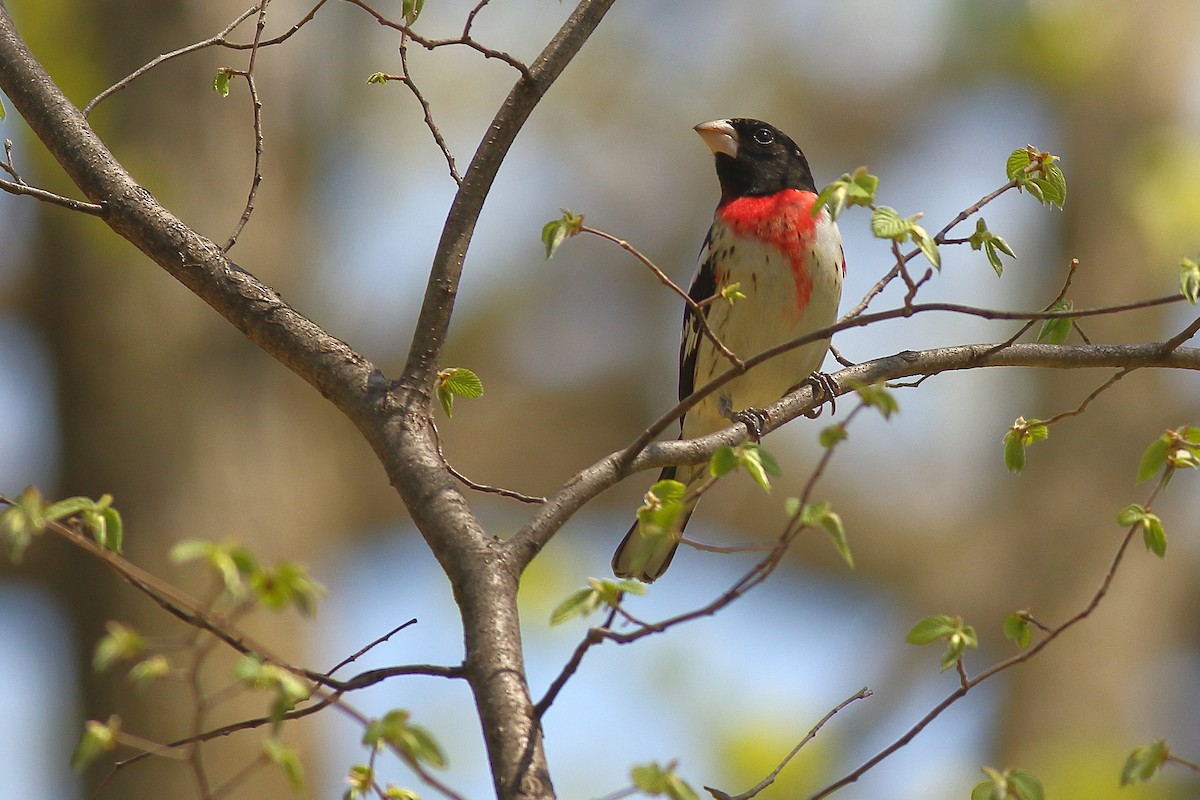 Rose-breasted Grosbeak - ML446688751
