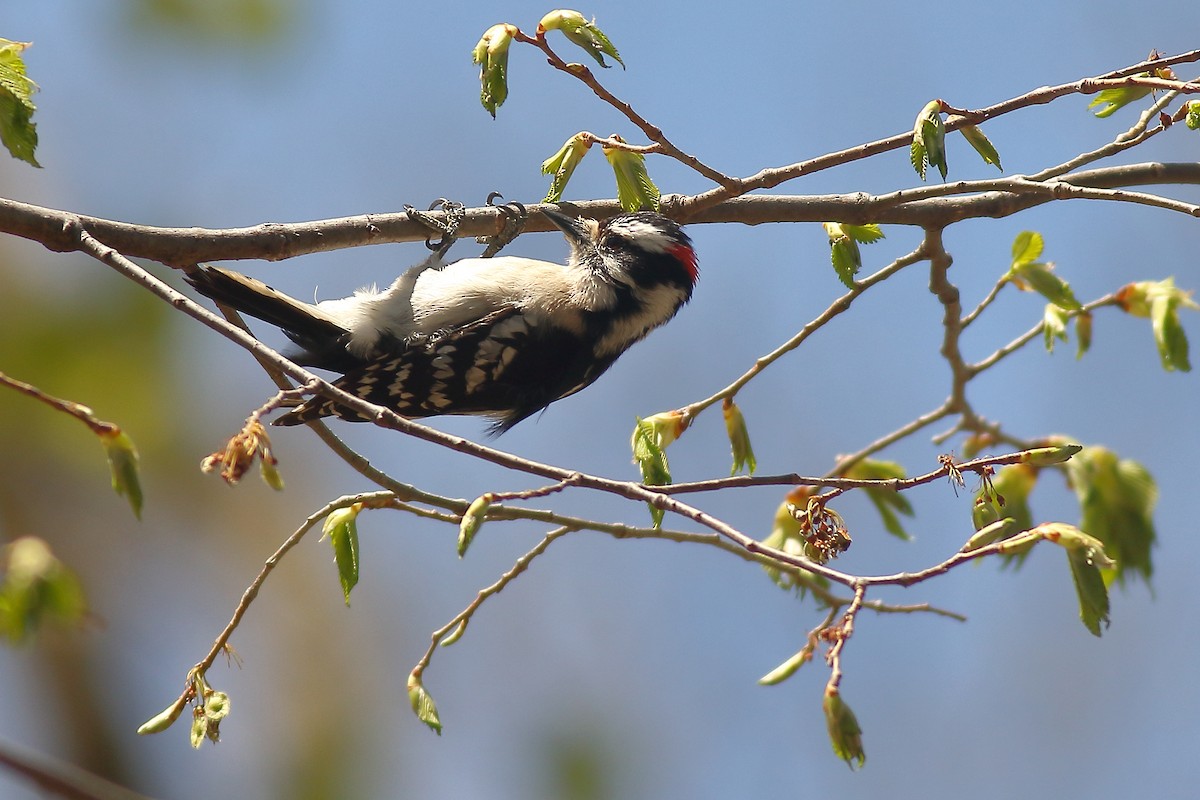 Downy Woodpecker - ML446688861