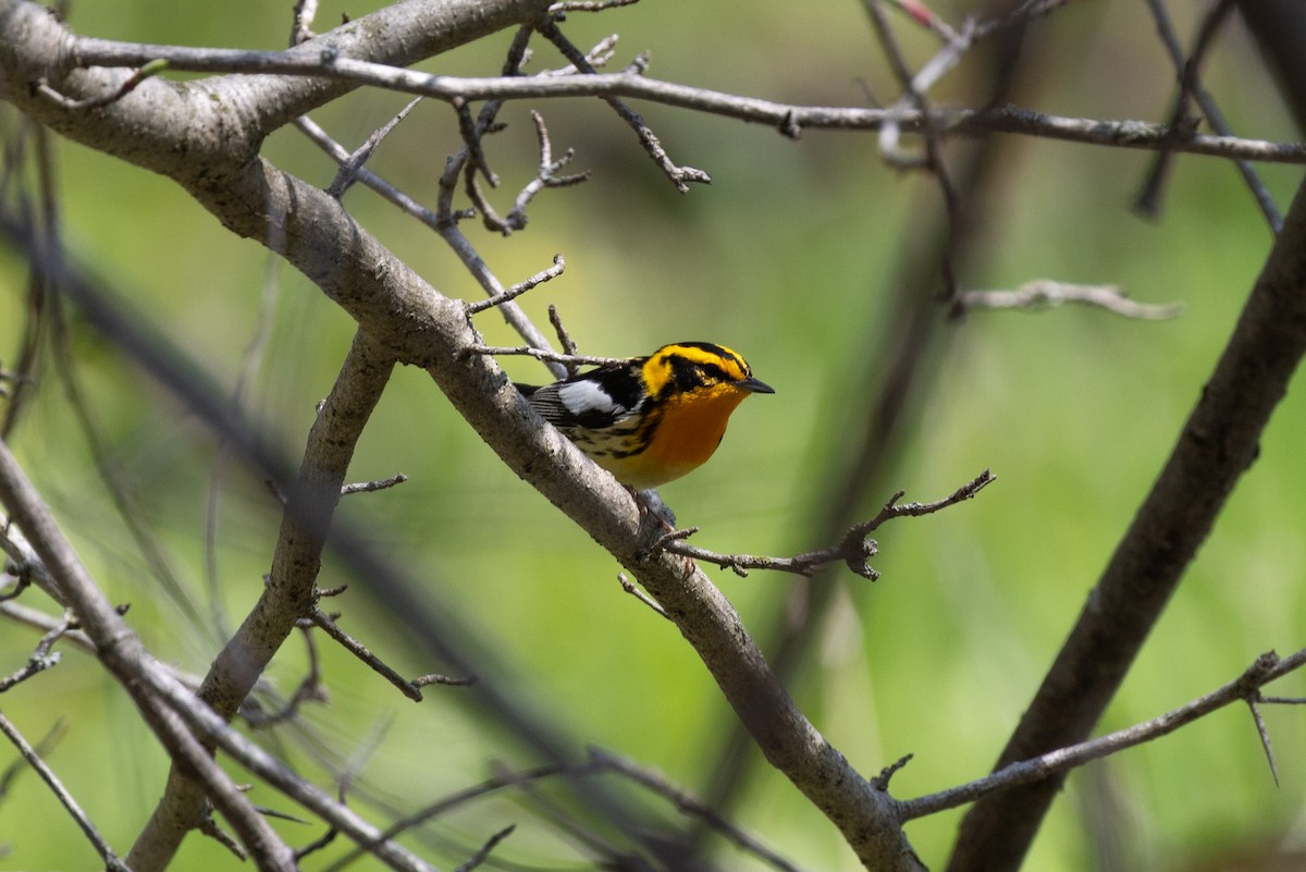 Blackburnian Warbler - ML446688971