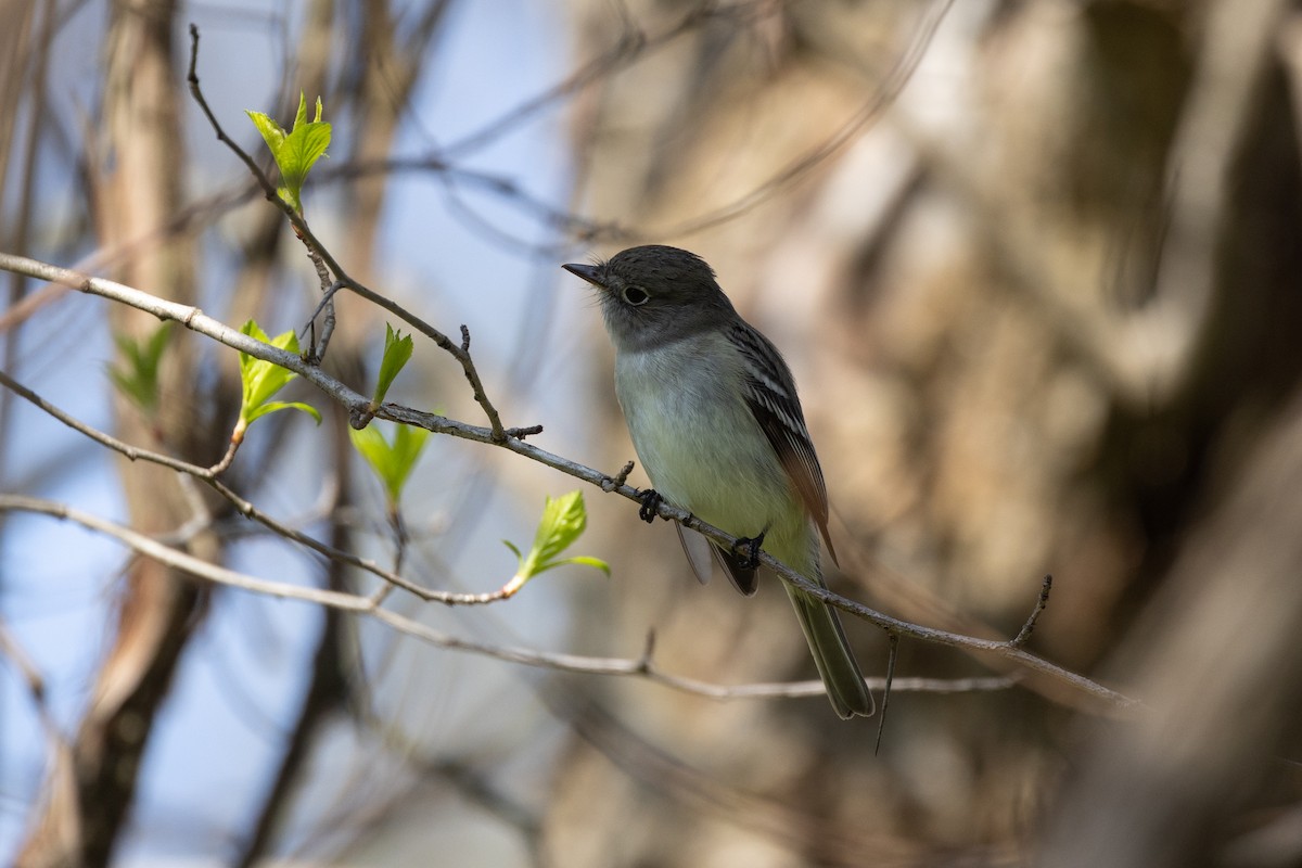 Least Flycatcher - ML446689201