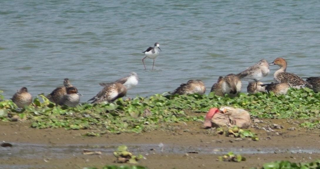 Green-winged Teal - Siva T