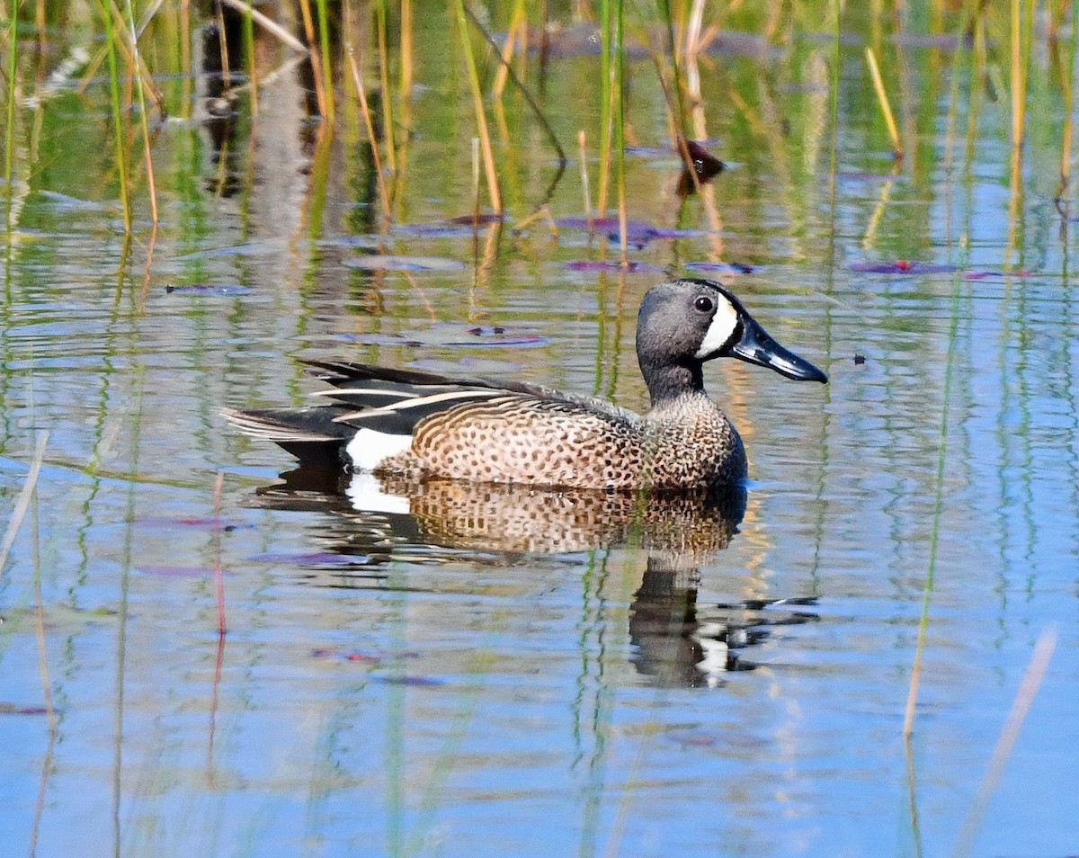 Blue-winged Teal - ML446690981
