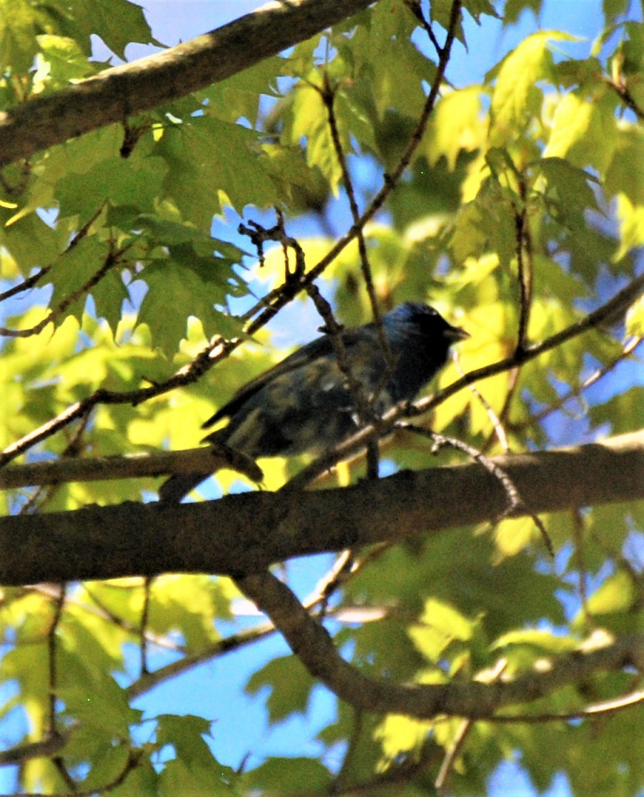 Indigo Bunting - ML446694311