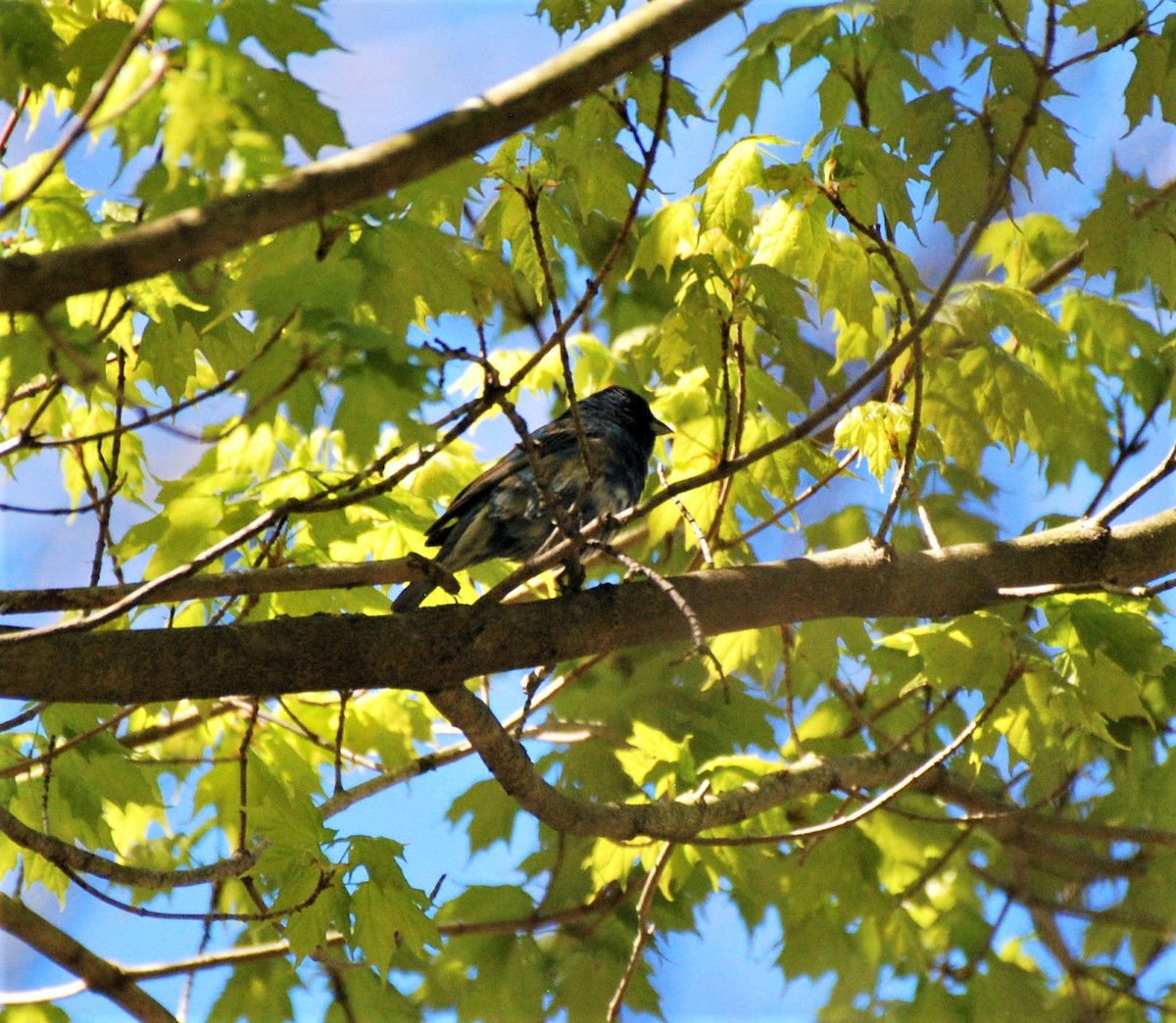 Indigo Bunting - ML446694391