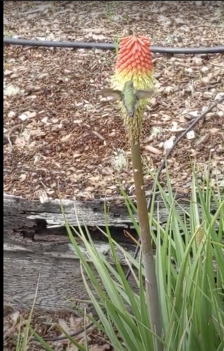 Calliope Hummingbird - ML446696771
