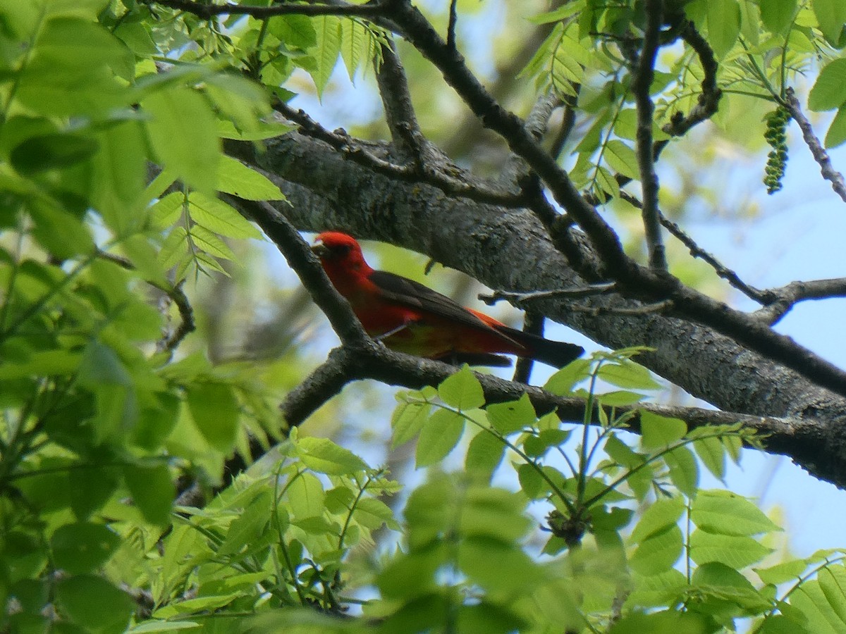 Scarlet Tanager - ML446697341