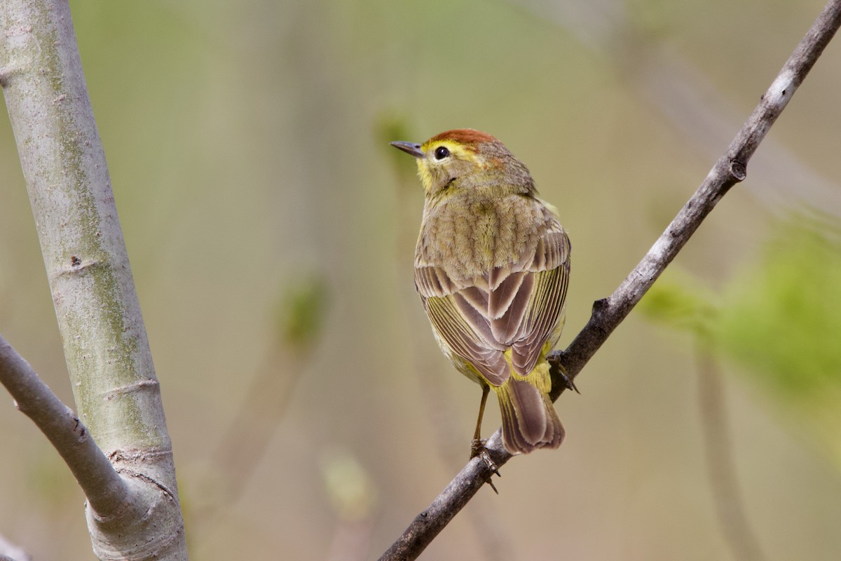 Palm Warbler (Yellow) - John Shamgochian