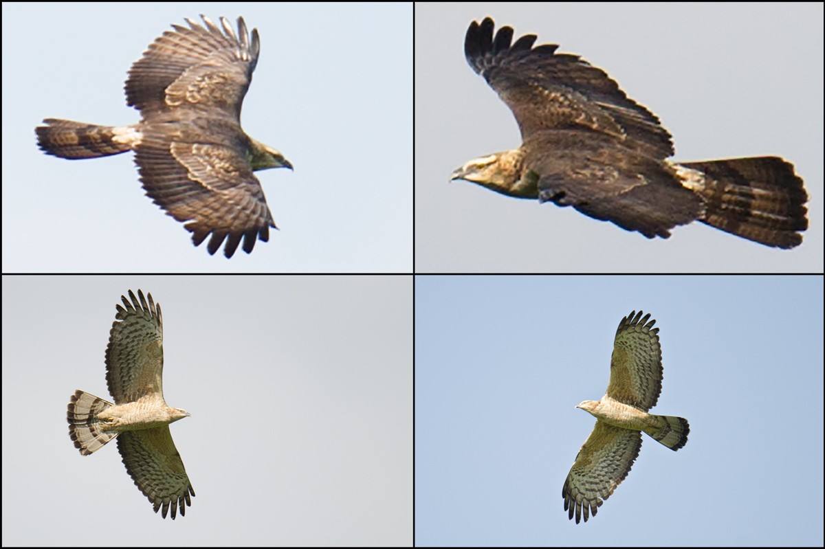 Oriental Honey-buzzard - ML44669901