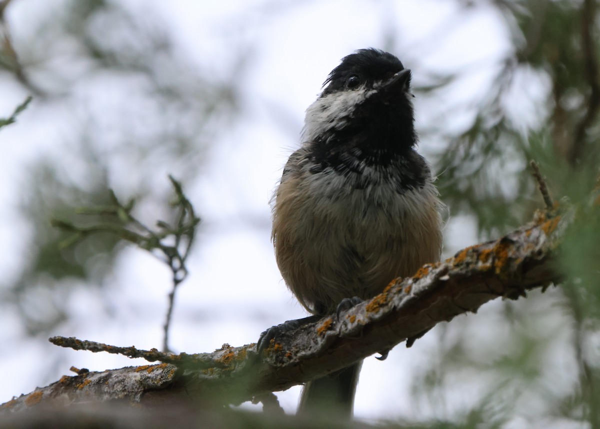 Black-capped Chickadee - ML446700051