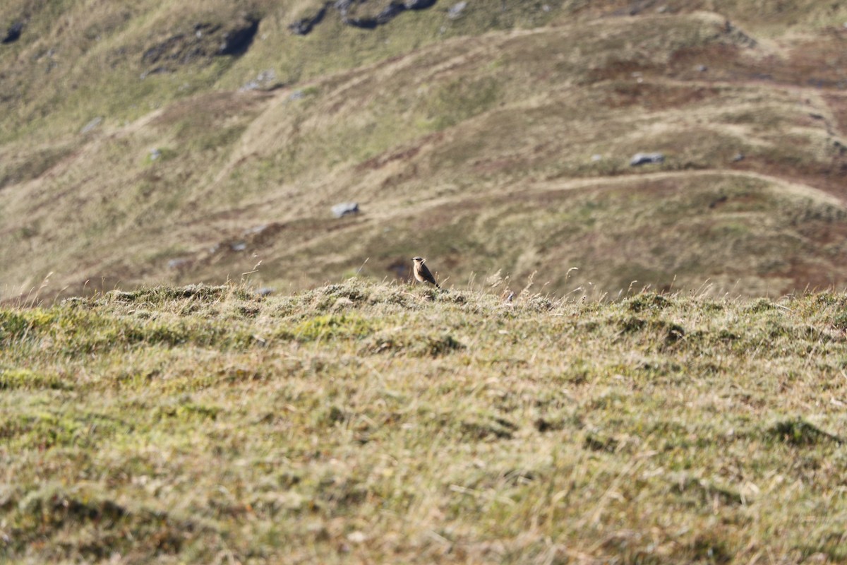 Northern Wheatear - Markus Leiser