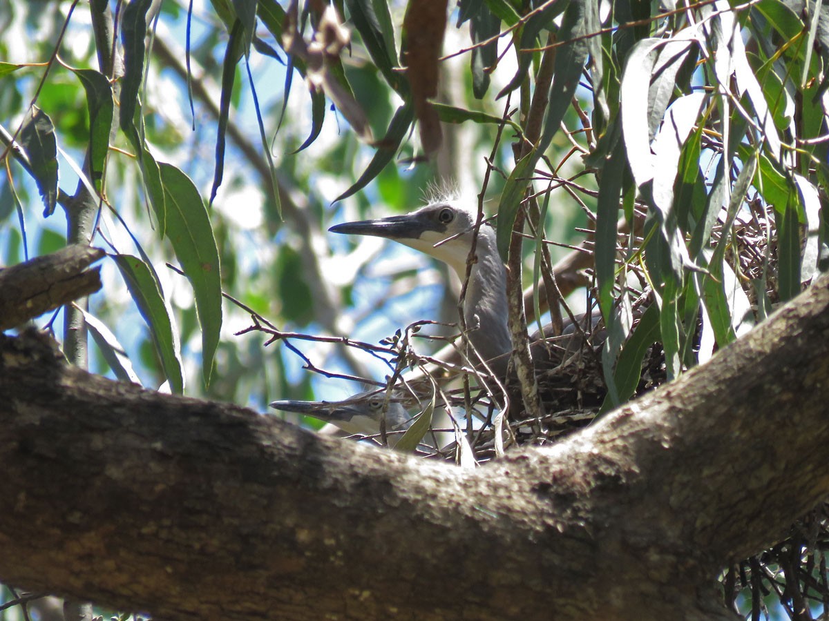 White-faced Heron - ML44670391