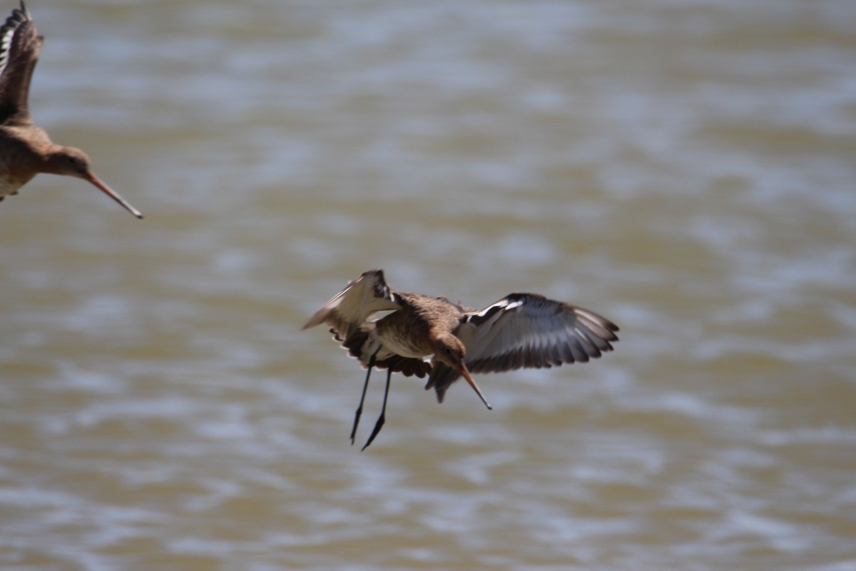 Black-tailed Godwit - ML446704281