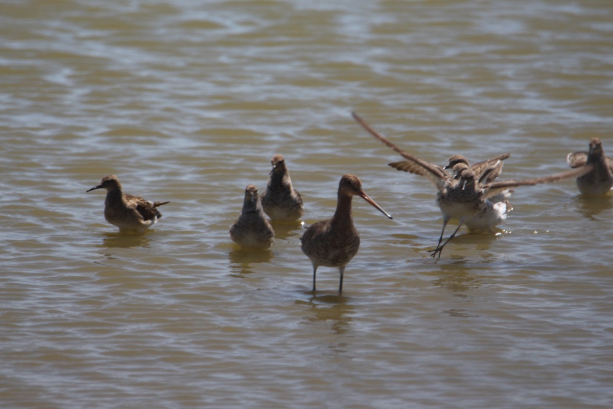 Black-tailed Godwit - ML446704331