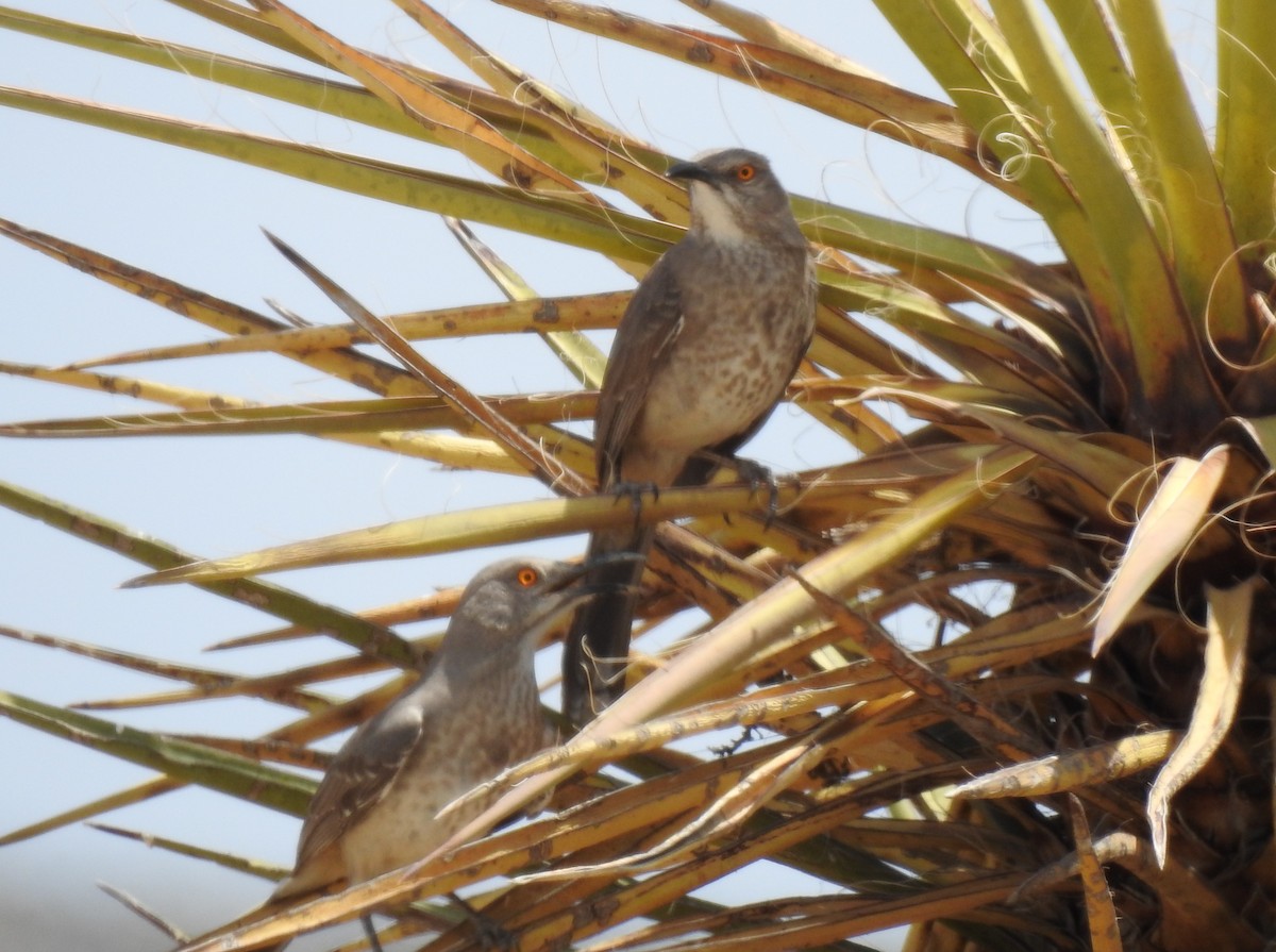 Curve-billed Thrasher - ML446705451