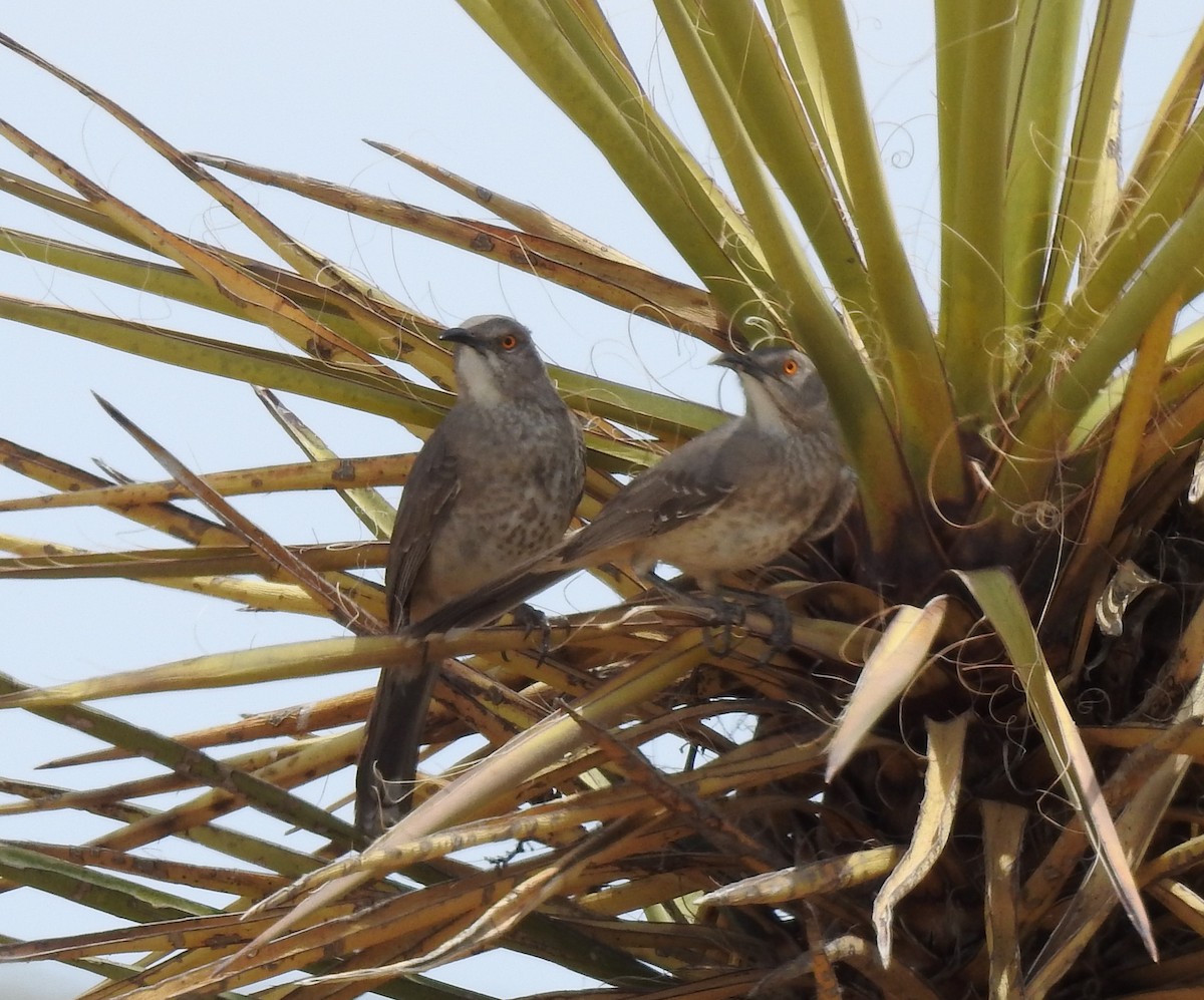 Curve-billed Thrasher - ML446705461
