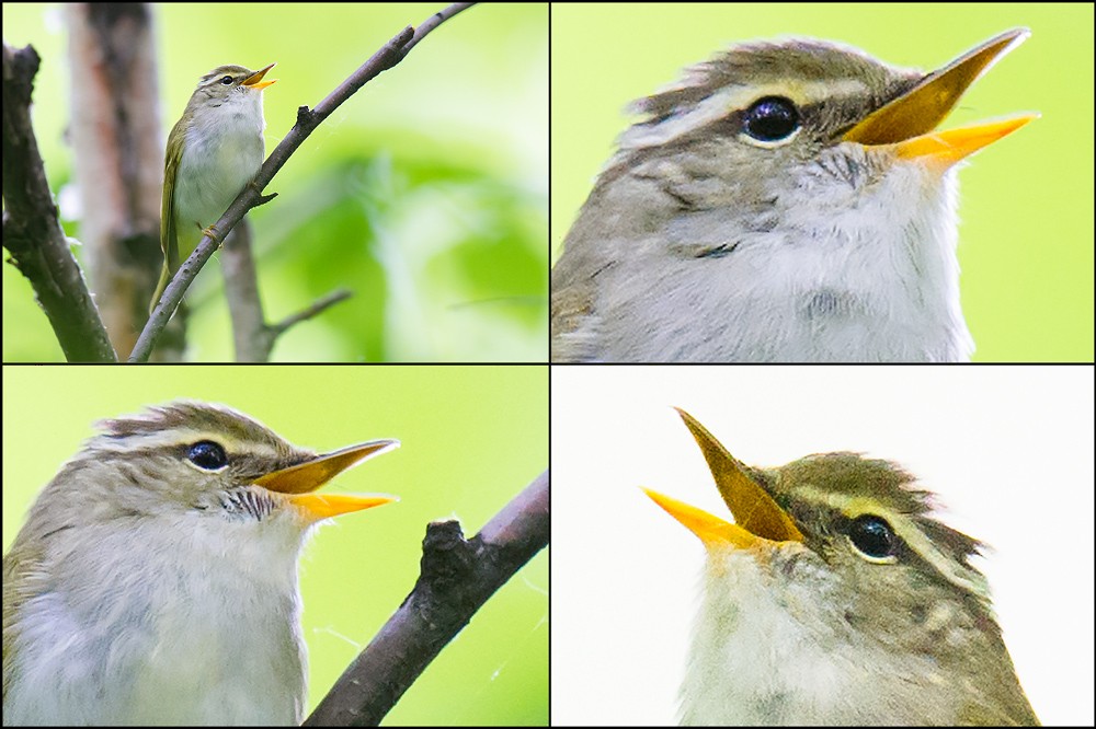 Eastern Crowned Warbler - ML44670591