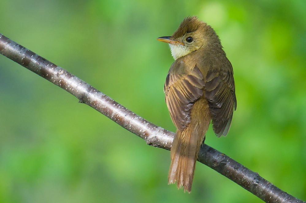 Thick-billed Warbler - Craig Brelsford