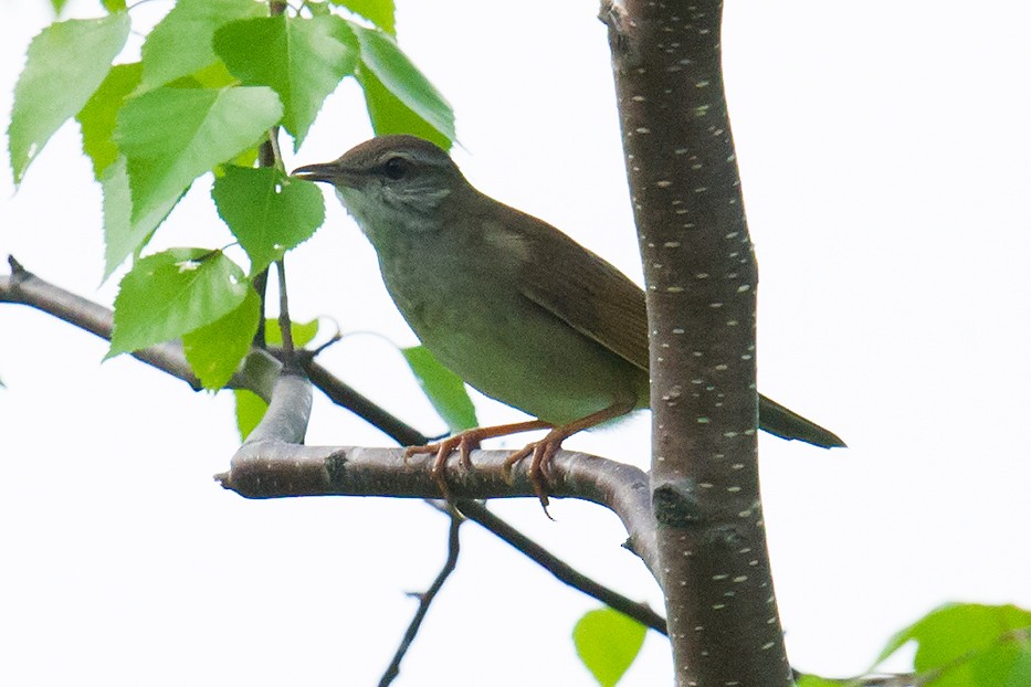 Gray's Grasshopper Warbler - ML44670651