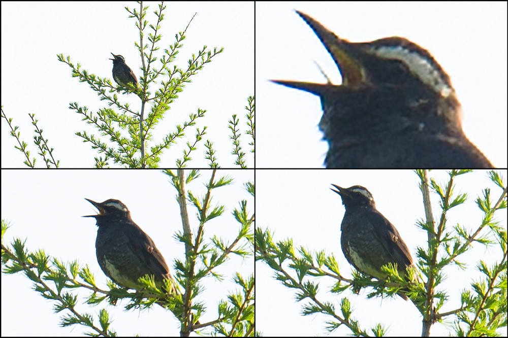 Siberian Thrush - ML44670671