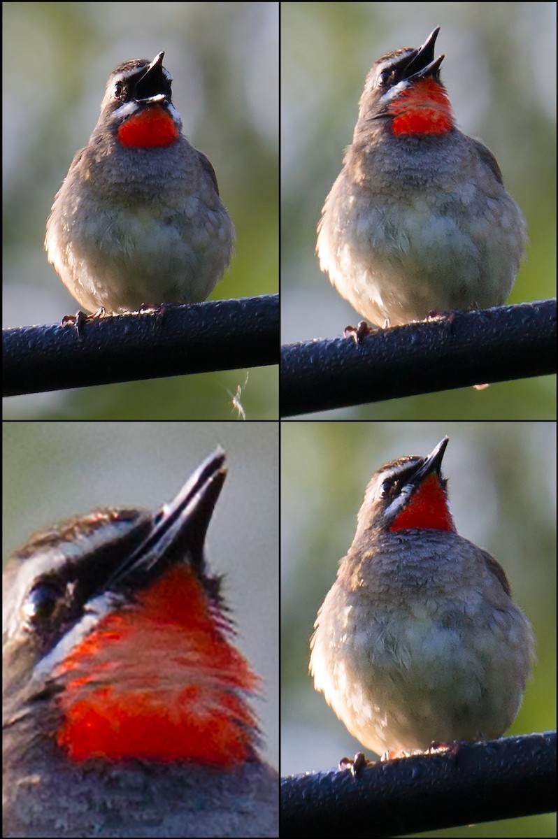 Siberian Rubythroat - ML44670681