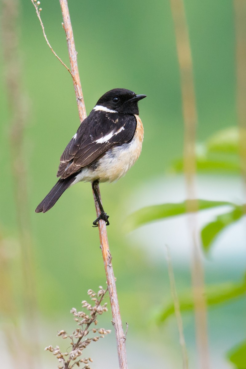 Amur Stonechat - ML44670691