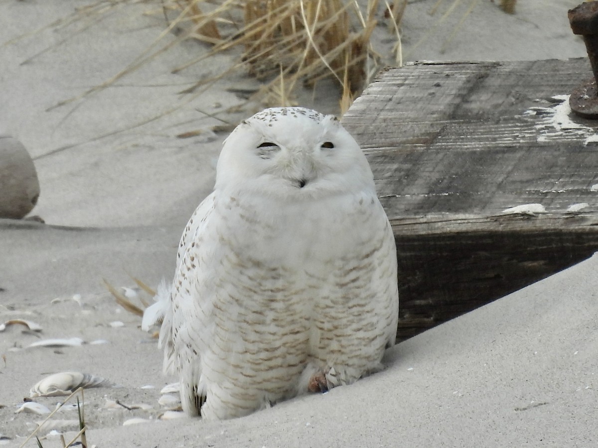 Snowy Owl - ML446709251