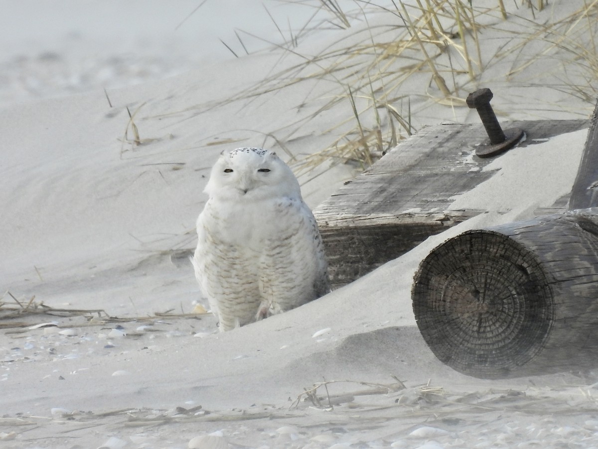 Snowy Owl - ML446709271