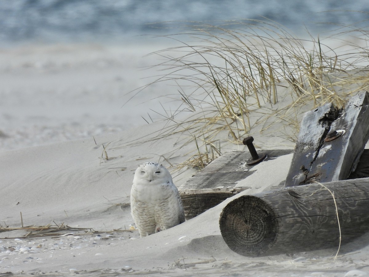 Snowy Owl - ML446709281