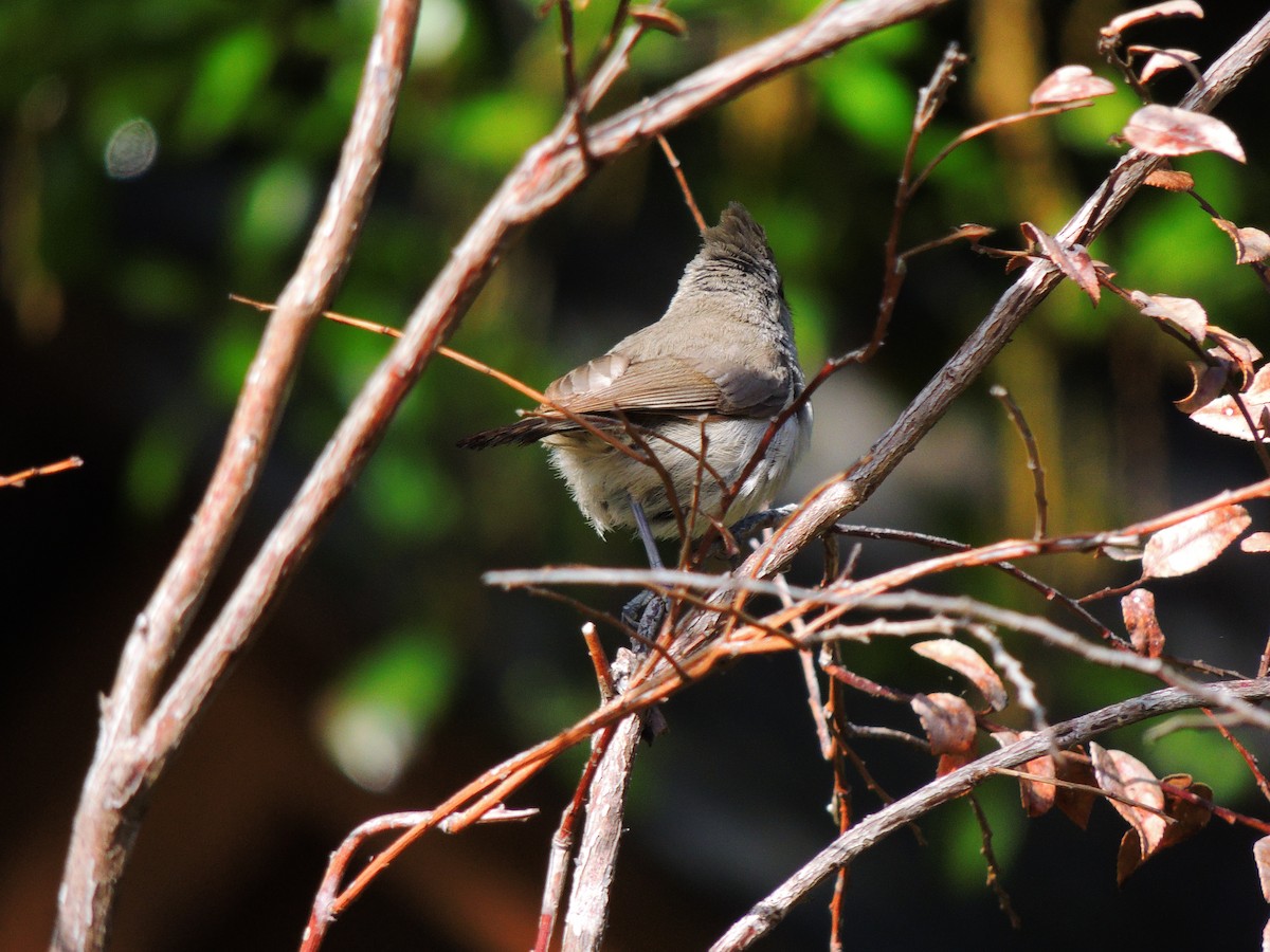 Oak Titmouse - ML446709751