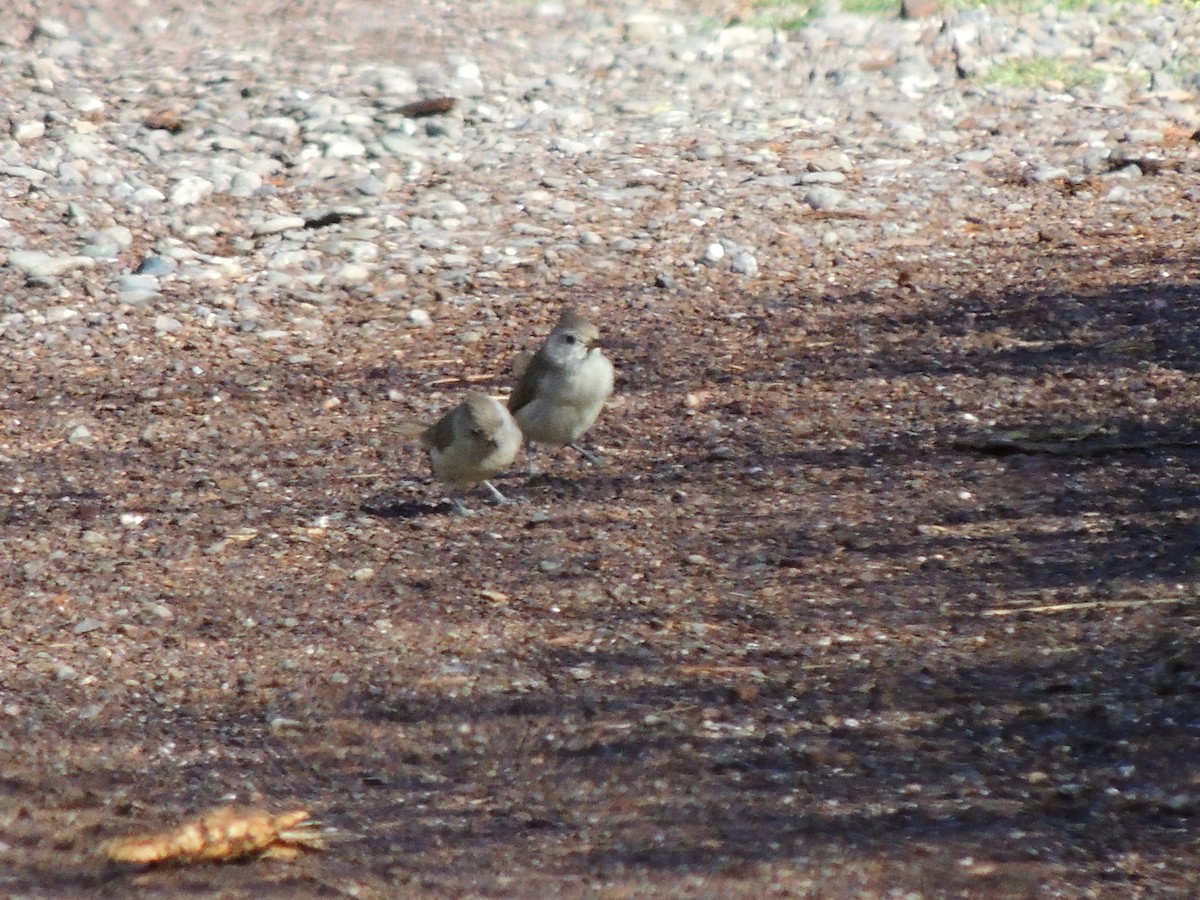 Oak Titmouse - ML446709771