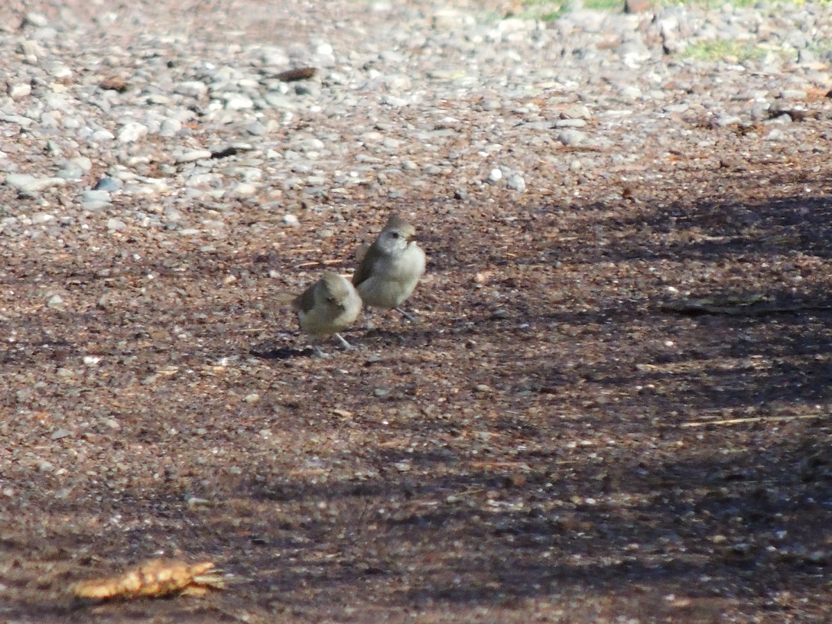 Oak Titmouse - ML446709771