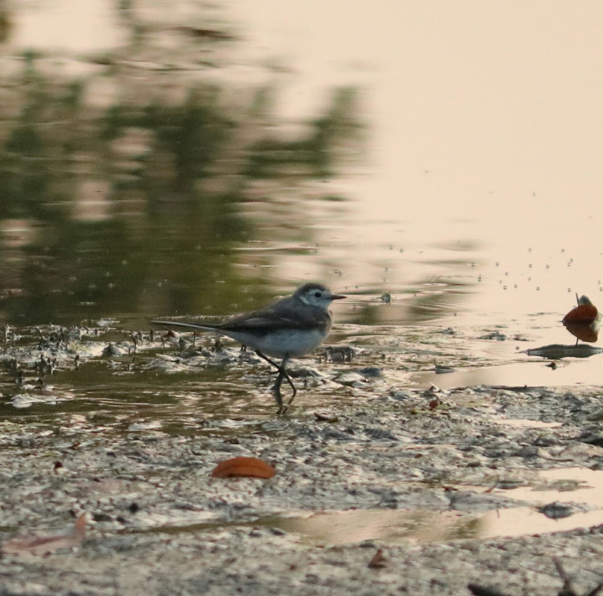 White Wagtail - ML44671041