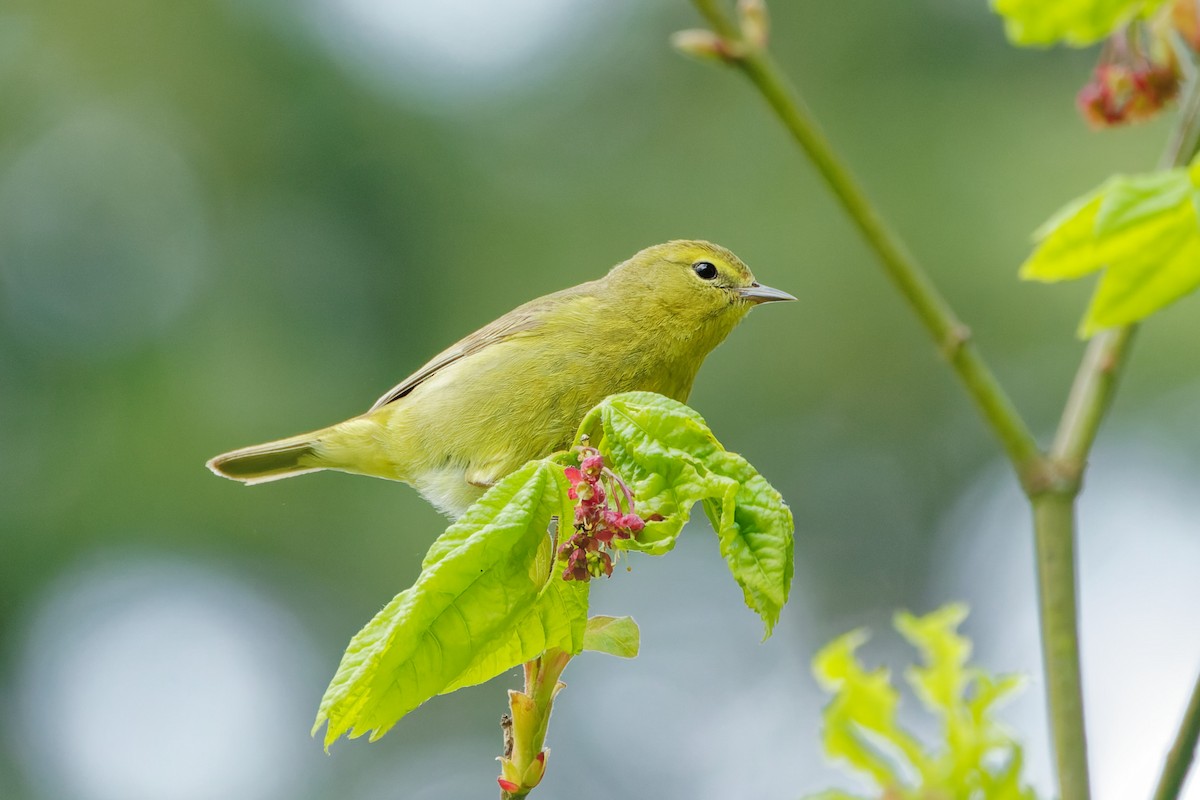 Orange-crowned Warbler - ML446710621