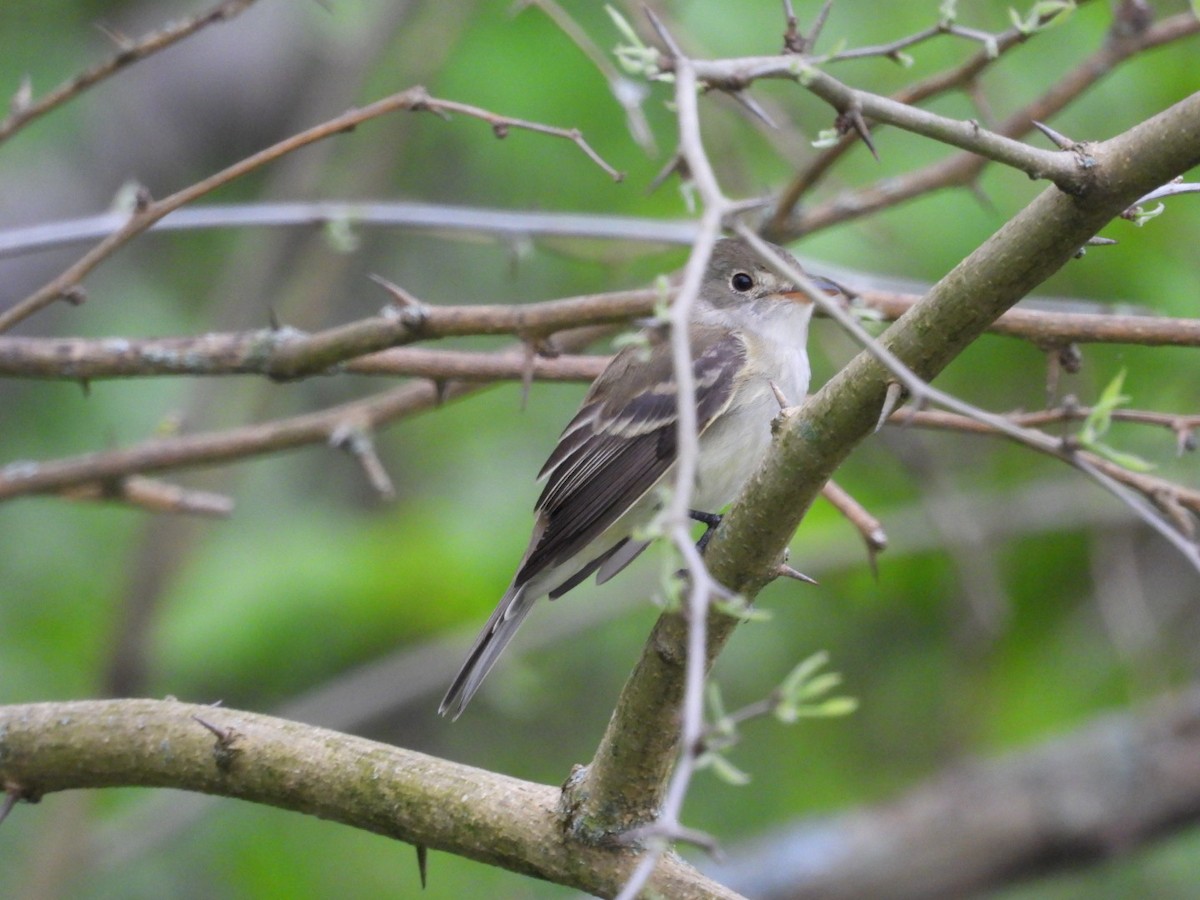 Willow Flycatcher - ML446710661