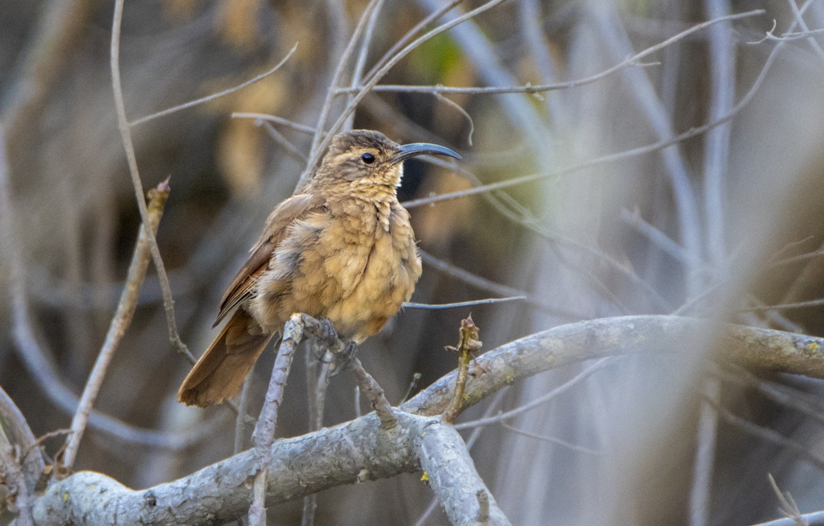 White-throated Earthcreeper - ML446711351