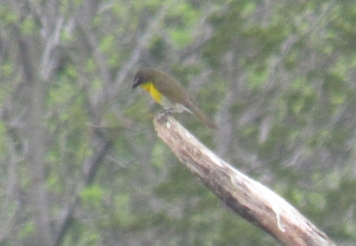 Yellow-breasted Chat - ML446711901