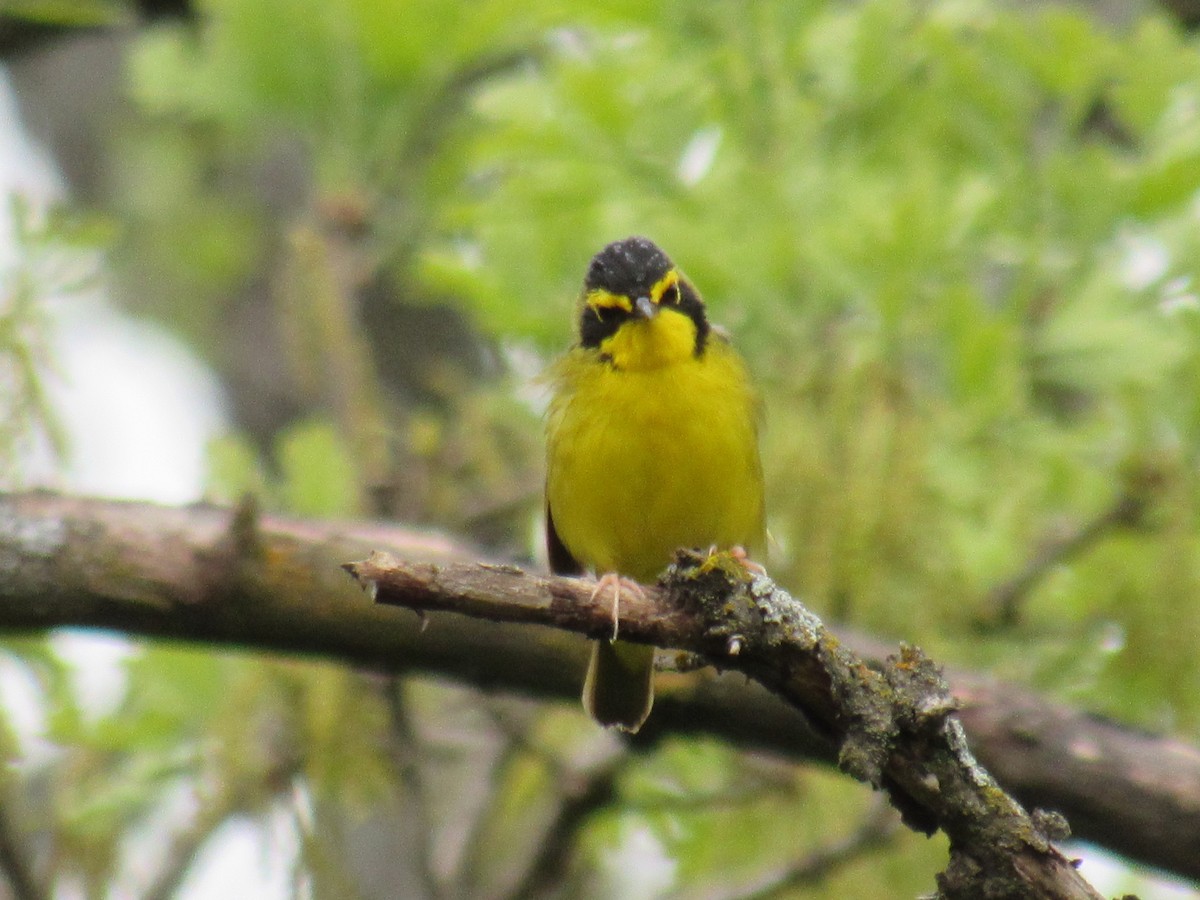 Kentucky Warbler - ML446712411