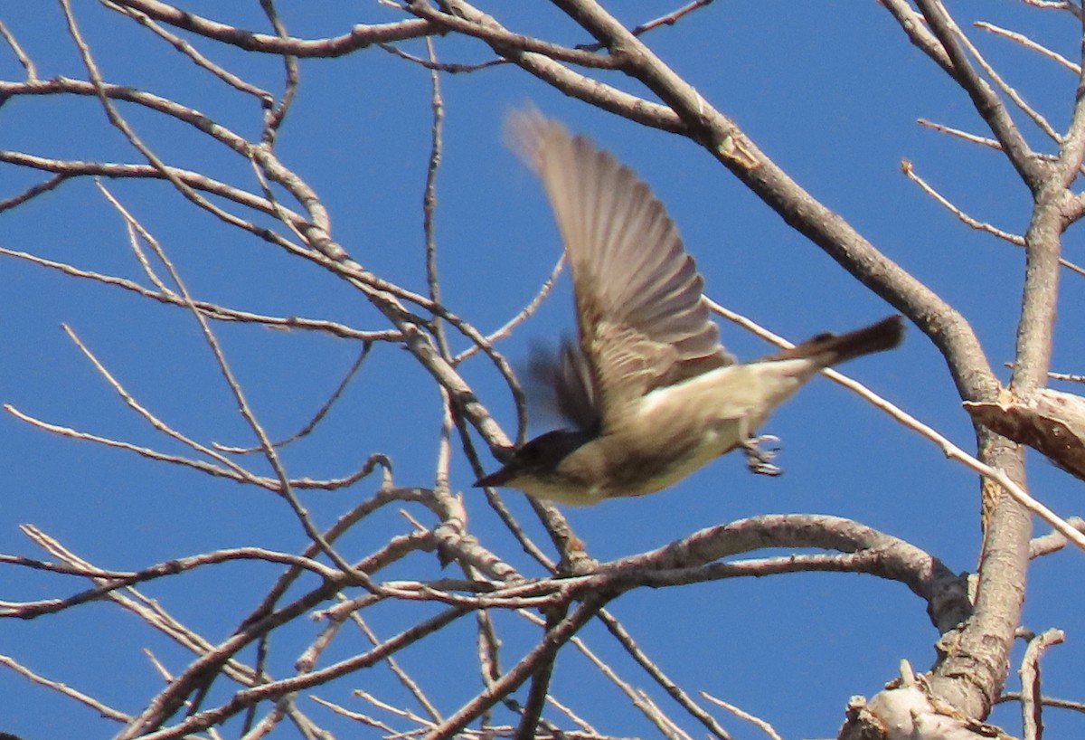 Olive-sided Flycatcher - Mark Stevenson