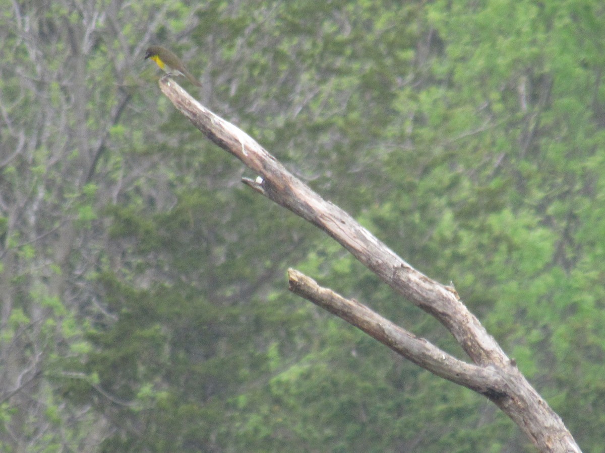 Yellow-breasted Chat - ML446712791