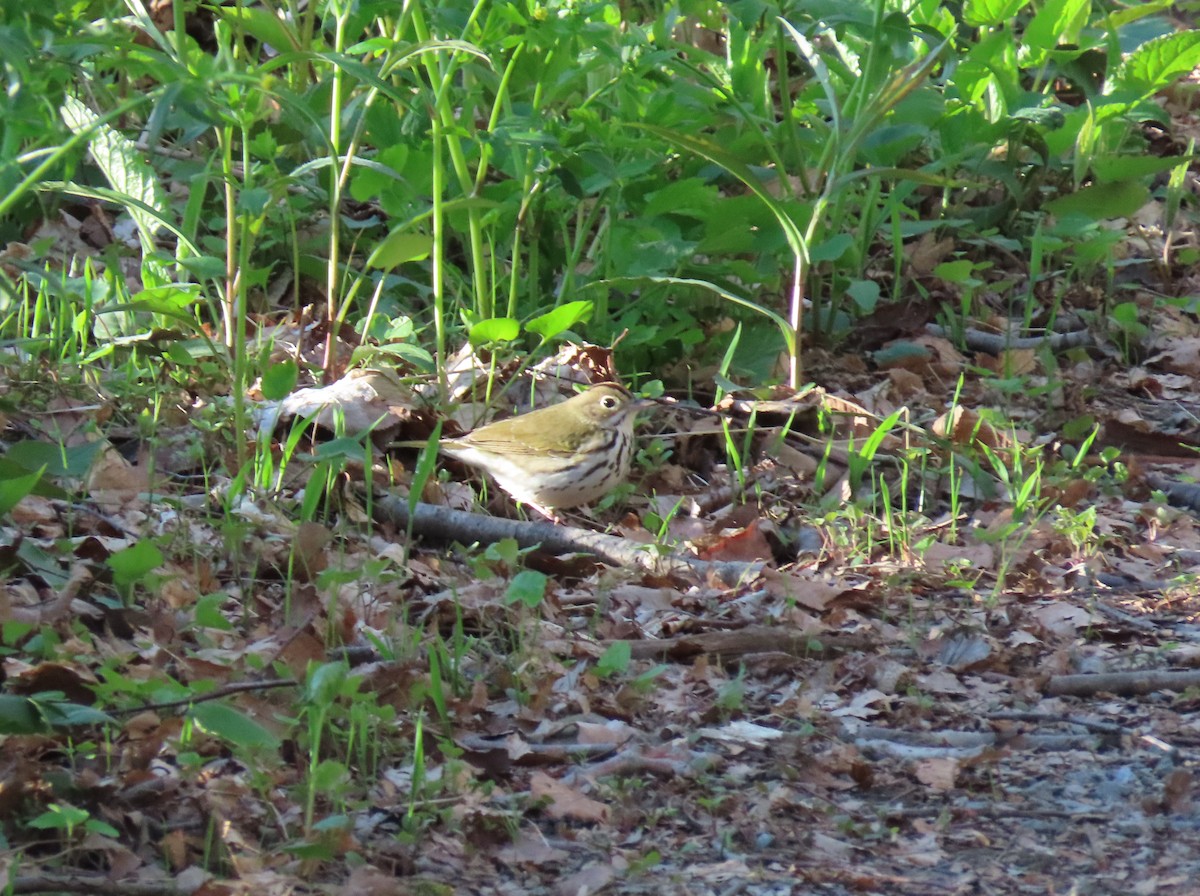 カマドムシクイ - ML446713441