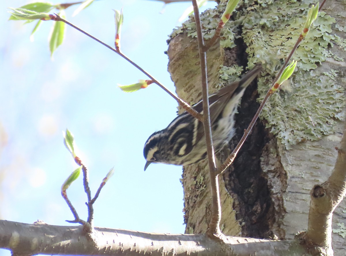 Black-and-white Warbler - ML446713581