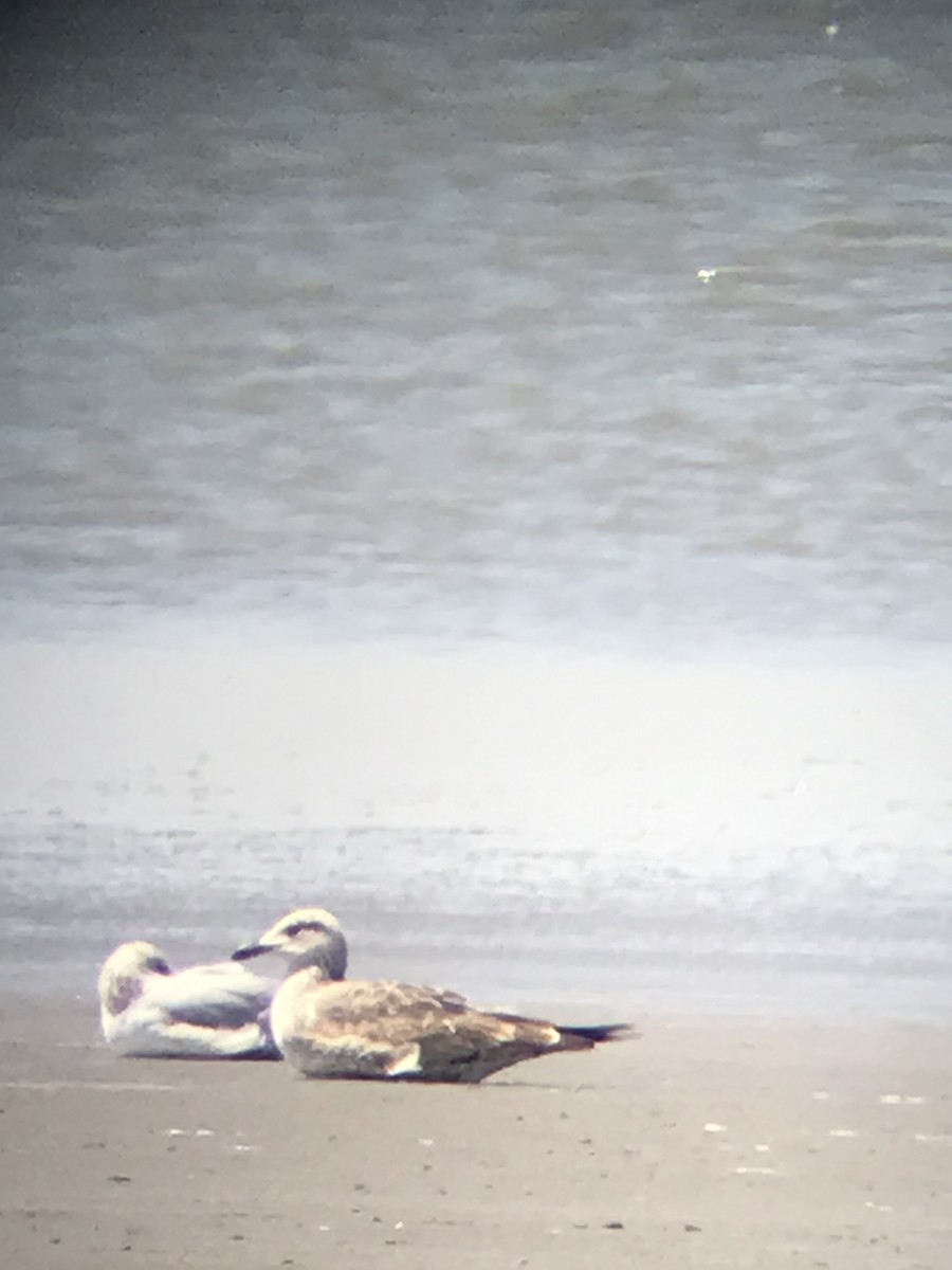 Lesser Black-backed Gull - ML446713981