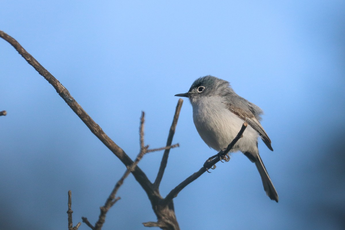 Blue-gray Gnatcatcher - Ryan Terrill