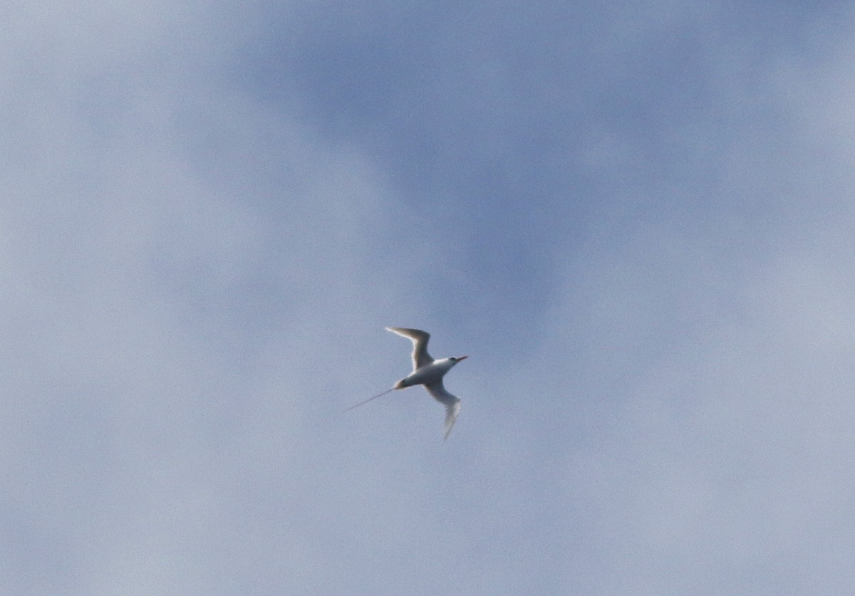 Red-tailed Tropicbird - ML446714381